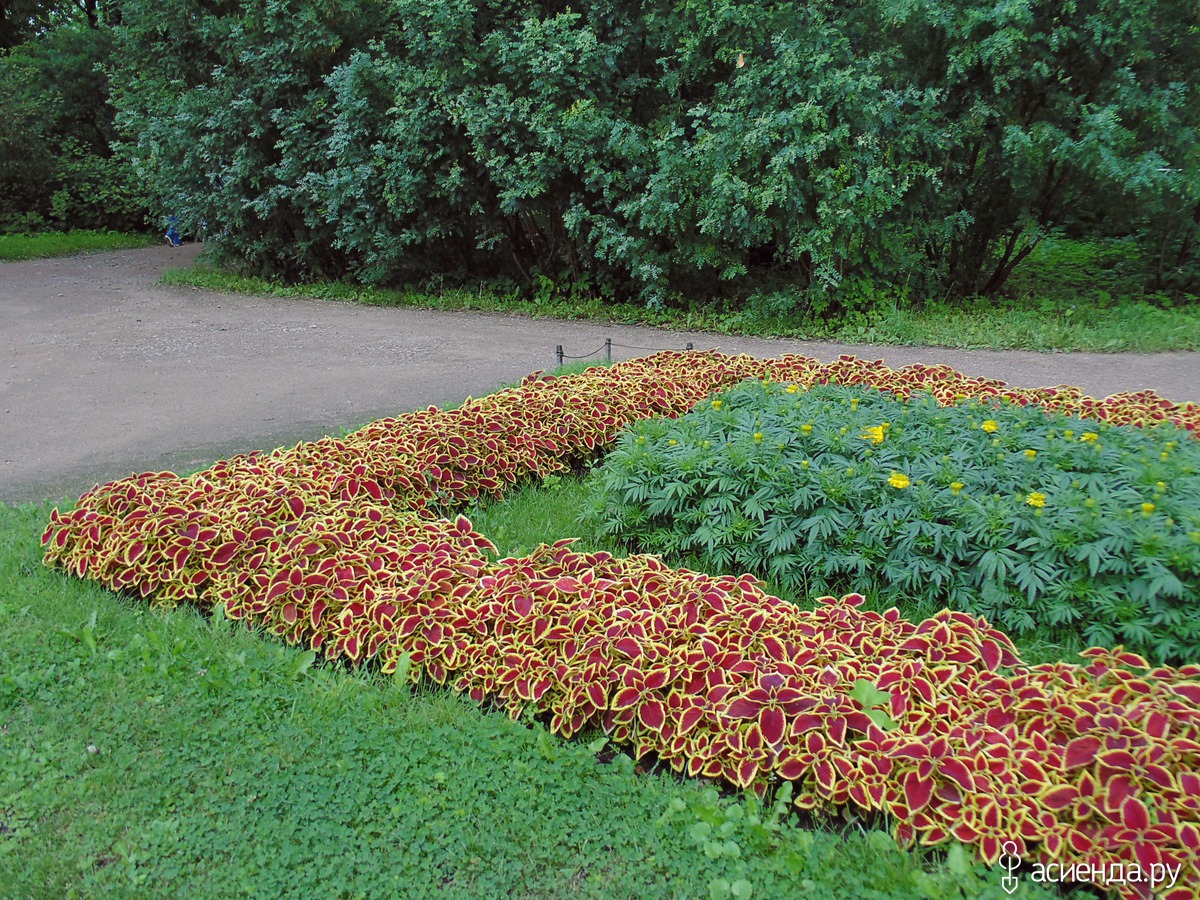Клумба с колеусами