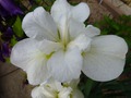     - Iris sibirica Moon Silk          .