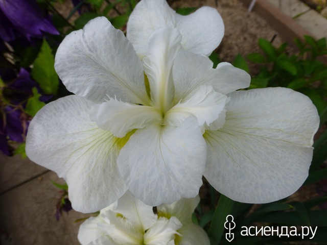     - Iris sibirica Moon Silk          .