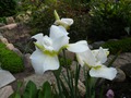    - Iris sibirica Moon Silk          .