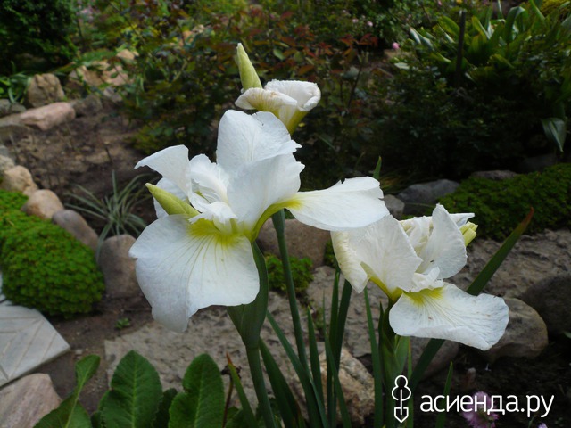     - Iris sibirica Moon Silk          .