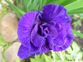     -  Iris sibirica aboom  -,     ;    .
