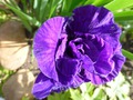    -  Iris sibirica aboom  -,     ;    .