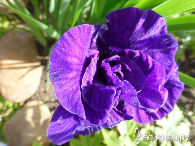     -  Iris sibirica aboom  -,     ;    .