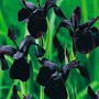  -   - Iris chrysographes Black Form 40-50  ,          .