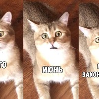 Котики! Улыбнёмся!