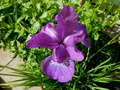     - Iris sibirica 'Lavender Bounty' -