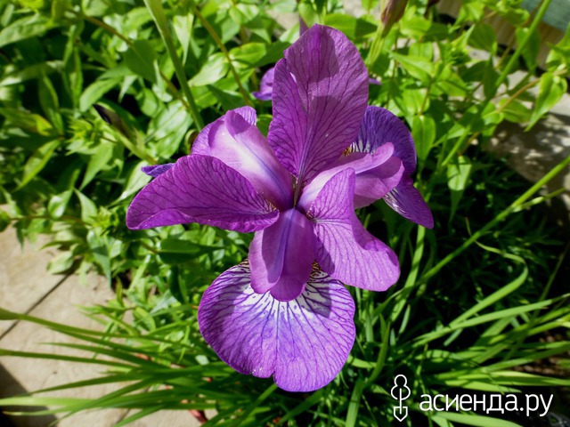     - Iris sibirica 'Lavender Bounty' -