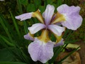     - Iris sibirica 'Rikugi Sakura  , -  - .