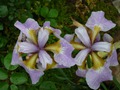     - Iris sibirica 'Rikugi Sakura  , -  - .