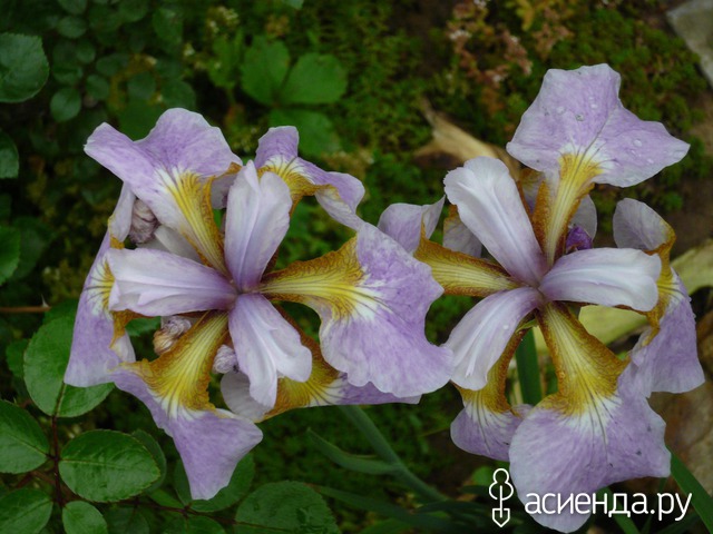     - Iris sibirica 'Rikugi Sakura  , -  - .