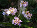     - Iris sibirica 'Rikugi Sakura  , -  - .