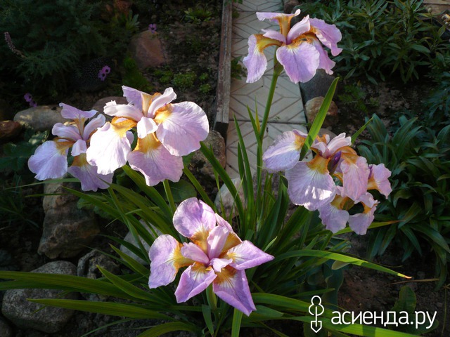     - Iris sibirica 'Rikugi Sakura  , -  - .