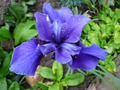      - Iris sibirica Regency Buck  - ,  .