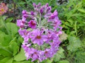    Primula beesiana      