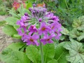    Primula beesiana      