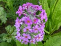    Primula beesiana      