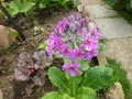    Primula beesiana      