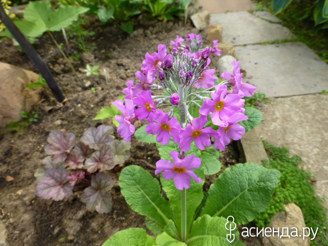    Primula beesiana      