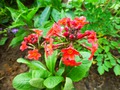   - Primula bullesiana ,  (. bulleyana x . beesiana)     