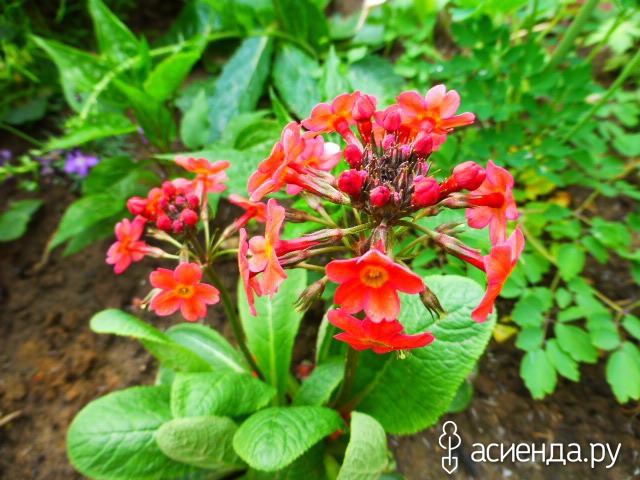   - Primula bullesiana ,  (. bulleyana x . beesiana)     
