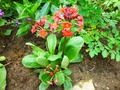   - Primula bullesiana ,  (. bulleyana x . beesiana)     