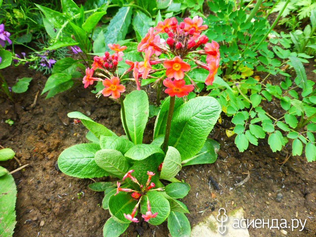   - Primula bullesiana ,  (. bulleyana x . beesiana)     