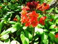   - Primula bullesiana ,  (. bulleyana x . beesiana)     