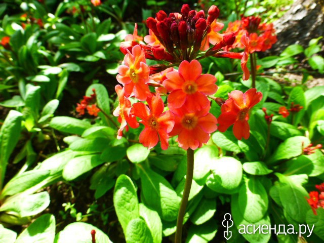   - Primula bullesiana ,  (. bulleyana x . beesiana)     