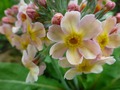   - Primula bullesiana ,  (. bulleyana x . beesiana)     -  
