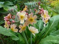   - Primula bullesiana ,  (. bulleyana x . beesiana)     -  
