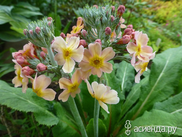   - Primula bullesiana ,  (. bulleyana x . beesiana)     -  