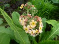   - Primula bullesiana ,  (. bulleyana x . beesiana)     -  
