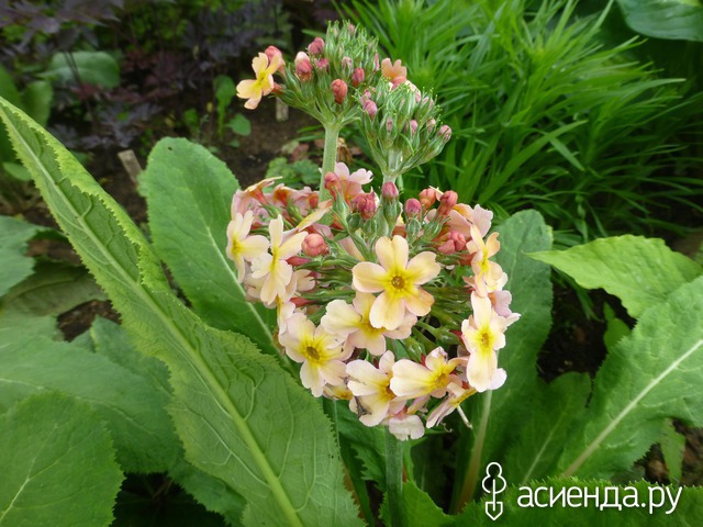   - Primula bullesiana ,  (. bulleyana x . beesiana)     -  