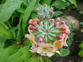   - Primula bullesiana ,  (. bulleyana x . beesiana)     -  