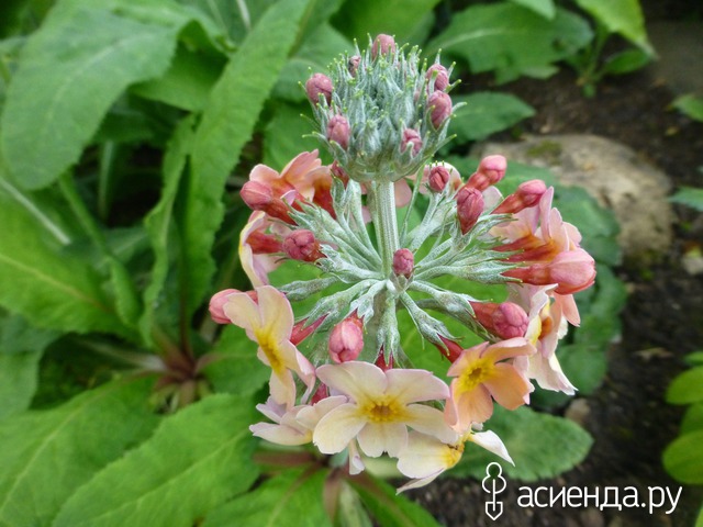   - Primula bullesiana ,  (. bulleyana x . beesiana)     -  