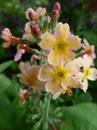   - Primula bullesiana ,  (. bulleyana x . beesiana)     -  