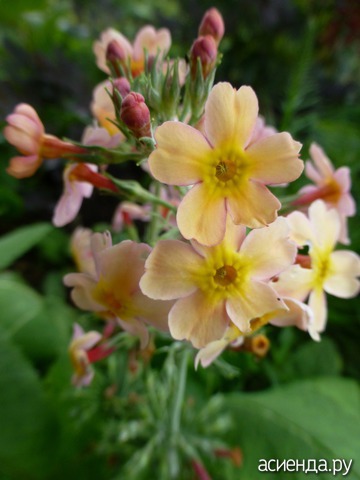   - Primula bullesiana ,  (. bulleyana x . beesiana)     -  
