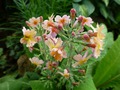   - Primula bullesiana ,  (. bulleyana x . beesiana)     -  