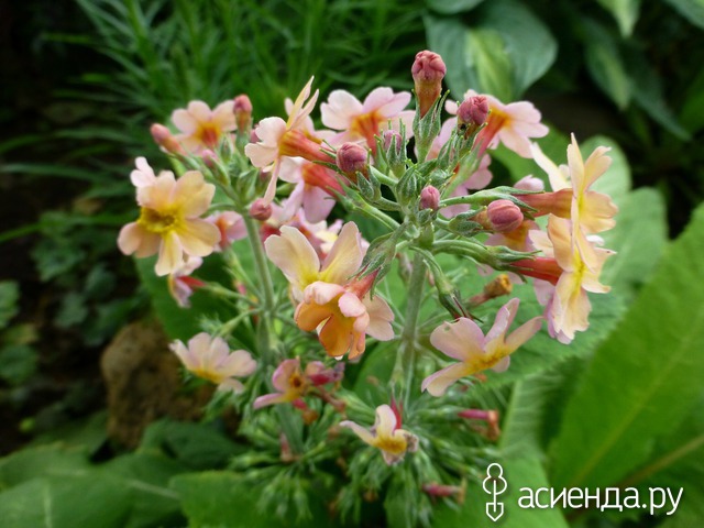   - Primula bullesiana ,  (. bulleyana x . beesiana)     -  