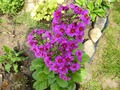   - Primula japonica   