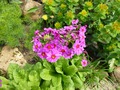   - Primula japonica   