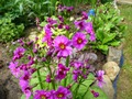   - Primula japonica   