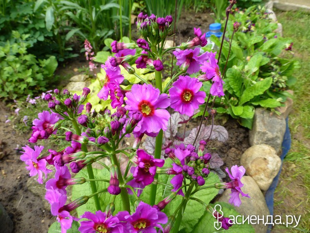   - Primula japonica   