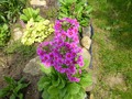   - Primula japonica   