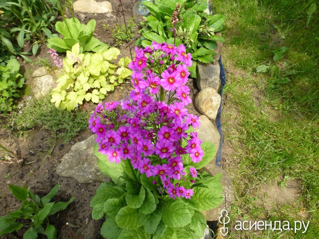   - Primula japonica   