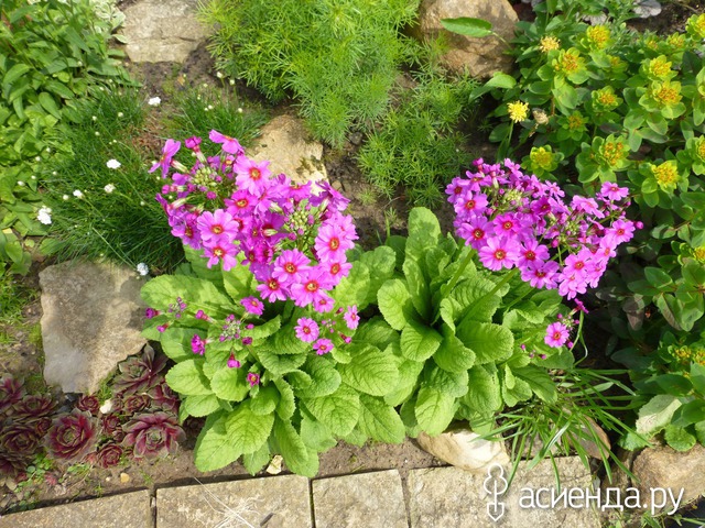   - Primula japonica   