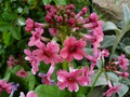   -  Primula japonica   