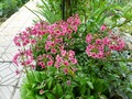   -  Primula japonica   