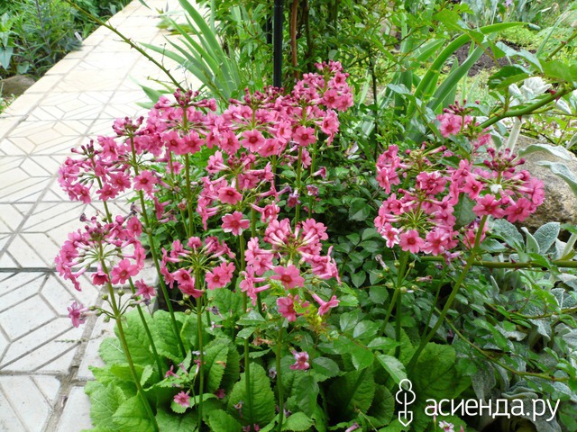   -  Primula japonica   